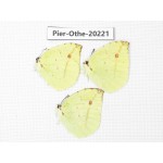 Dercas lycorias ssp. China, Yunnan, Nujiang valley, S Part of Mt. Biluoxueshan. 3M. Pier-Othe-20221.