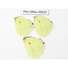 Dercas lycorias ssp. China, Yunnan, Nujiang valley, S Part of Mt. Biluoxueshan. 3M. Pier-Othe-20222.