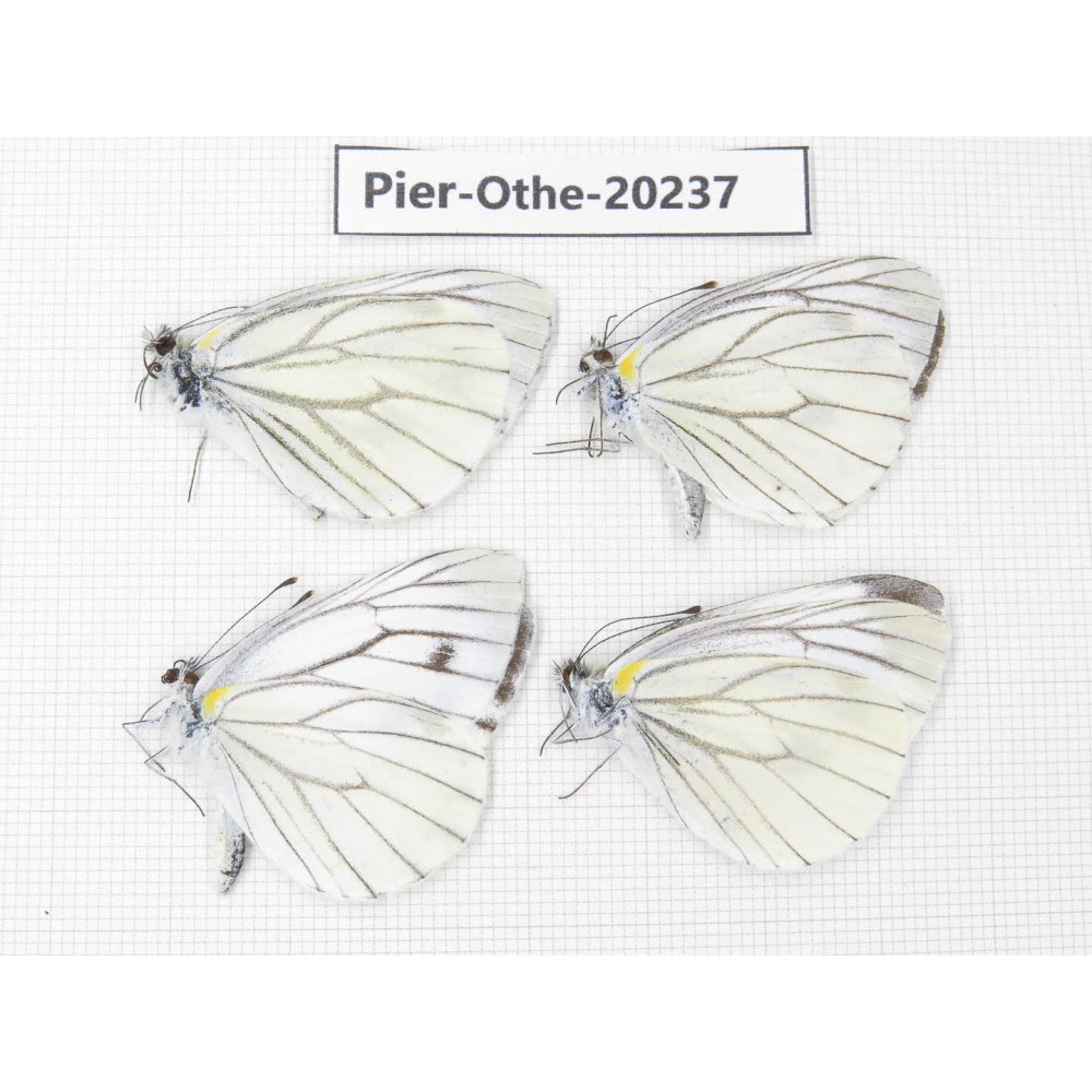 Pieris malete ssp. China, Yunnan, Nujiang valley, S Part of Mt. Biluoxueshan. 4M. Pier-Othe-20237.