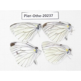 Pieris malete ssp. China, Yunnan, Nujiang valley, S Part of Mt. Biluoxueshan. 4M. Pier-Othe-20237.