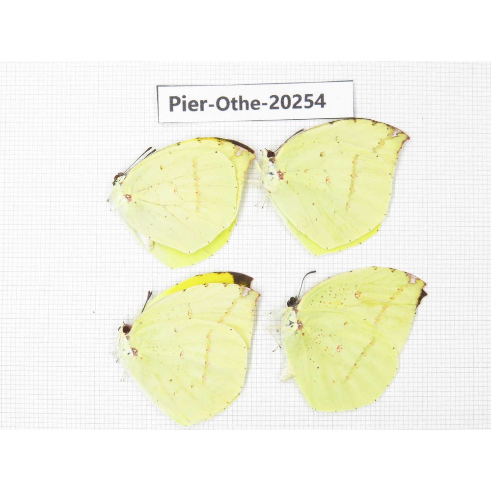 Dercas lycorias ssp. China, Yunnan, Nujiang valley, S Part of Mt. Biluoxueshan. 4M. Pier-Othe-20254.