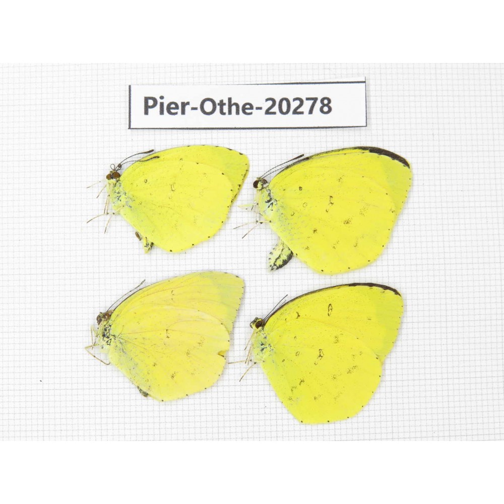 Eurema sp. China, Yunnan, Nujiang valley, S Part of Mt. Biluoxueshan. 4M. Pier-Othe-20278.