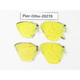 Eurema sp. China, Yunnan, Nujiang valley, S Part of Mt. Biluoxueshan. 4M. Pier-Othe-20278.