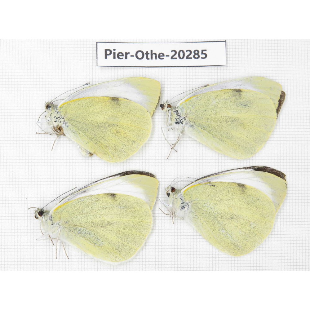 Pieris brassicae ssp. China, Yunnan, Nujiang valley, S Part of Mt. Biluoxueshan. 4M. Pier-Othe-20285.