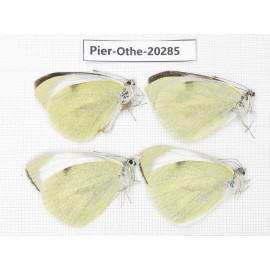 Pieris brassicae ssp. China, Yunnan, Nujiang valley, S Part of Mt. Biluoxueshan. 4M. Pier-Othe-20285.