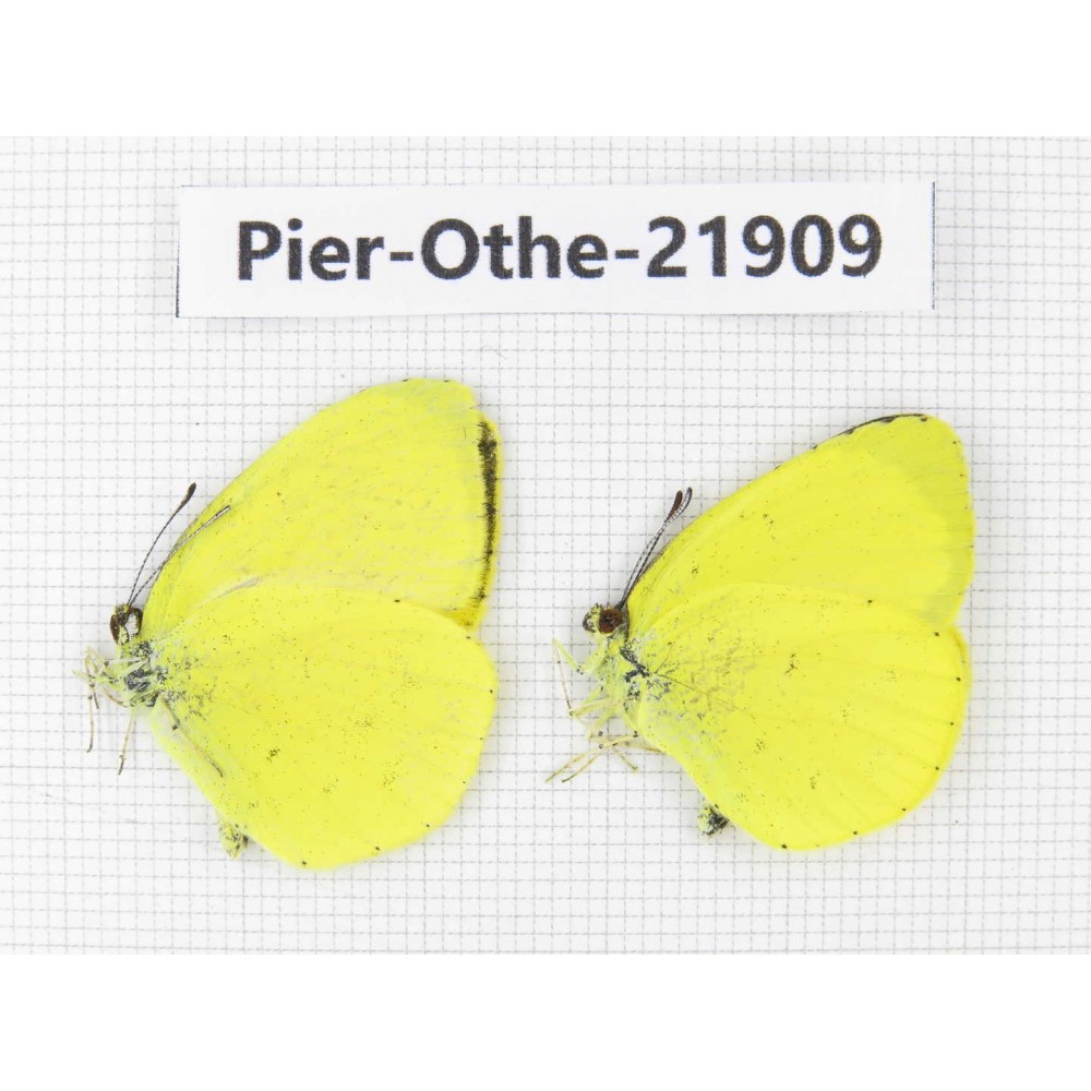 Eurema sp. China, Yunnan, Nujiang, Gongshan county, Bingzhongluo. 2M. Pier-Othe-21909.