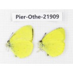 Eurema sp. China, Yunnan, Nujiang, Gongshan county, Bingzhongluo. 2M. Pier-Othe-21909.