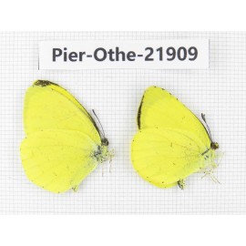 Eurema sp. China, Yunnan, Nujiang, Gongshan county, Bingzhongluo. 2M. Pier-Othe-21909.