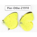 Eurema sp. China, Yunnan, Nujiang, Gongshan county, Bingzhongluo. 2M. Pier-Othe-21910.