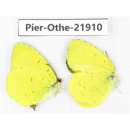 Eurema sp. China, Yunnan, Nujiang, Gongshan county, Bingzhongluo. 2M. Pier-Othe-21910.