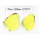 Eurema sp. China, Yunnan, Nujiang, Gongshan county, Bingzhongluo. 2M. Pier-Othe-21911.