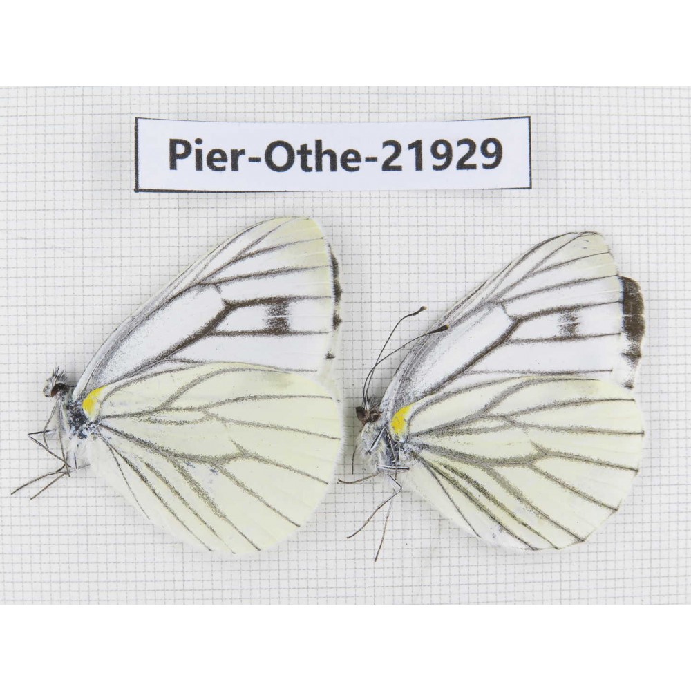 Pieris malete ssp. China, Yunnan, Nujiang, Gongshan county, Bingzhongluo. 2M. Pier-Othe-21929.