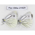 Pieris malete ssp. China, Yunnan, Nujiang, Gongshan county, Bingzhongluo. 2M. Pier-Othe-21929.