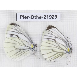 Pieris malete ssp. China, Yunnan, Nujiang, Gongshan county, Bingzhongluo. 2M. Pier-Othe-21929.
