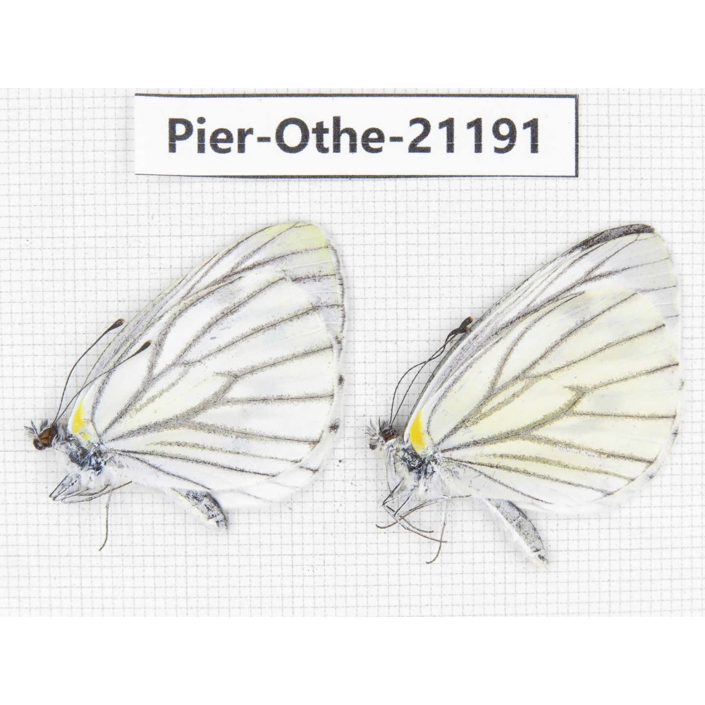 Pieris malete ssp. China, Yunnan, Nujiang, N of Mt.Biluoxueshan. 2M. Pier-Othe-21191.