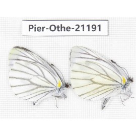 Pieris malete ssp. China, Yunnan, Nujiang, N of Mt.Biluoxueshan. 2M. Pier-Othe-21191.