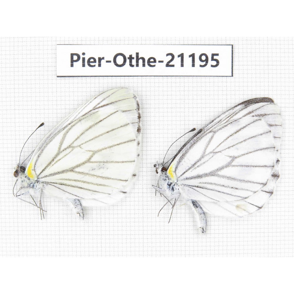 Pieris malete ssp. China, Yunnan, Nujiang, N of Mt.Biluoxueshan. 2M. Pier-Othe-21195.