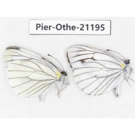 Pieris malete ssp. China, Yunnan, Nujiang, N of Mt.Biluoxueshan. 2M. Pier-Othe-21195.