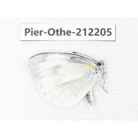 Pieris rapae ssp. China, Yunnan, Nujiang, N of Mt.Biluoxueshan. 1M. Pier-Othe-212205.