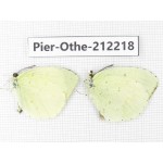Eurema sp. China, Yunnan, Nujiang, N of Mt.Biluoxueshan. 2M. Pier-Othe-212218.