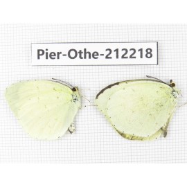 Eurema sp. China, Yunnan, Nujiang, N of Mt.Biluoxueshan. 2M. Pier-Othe-212218.