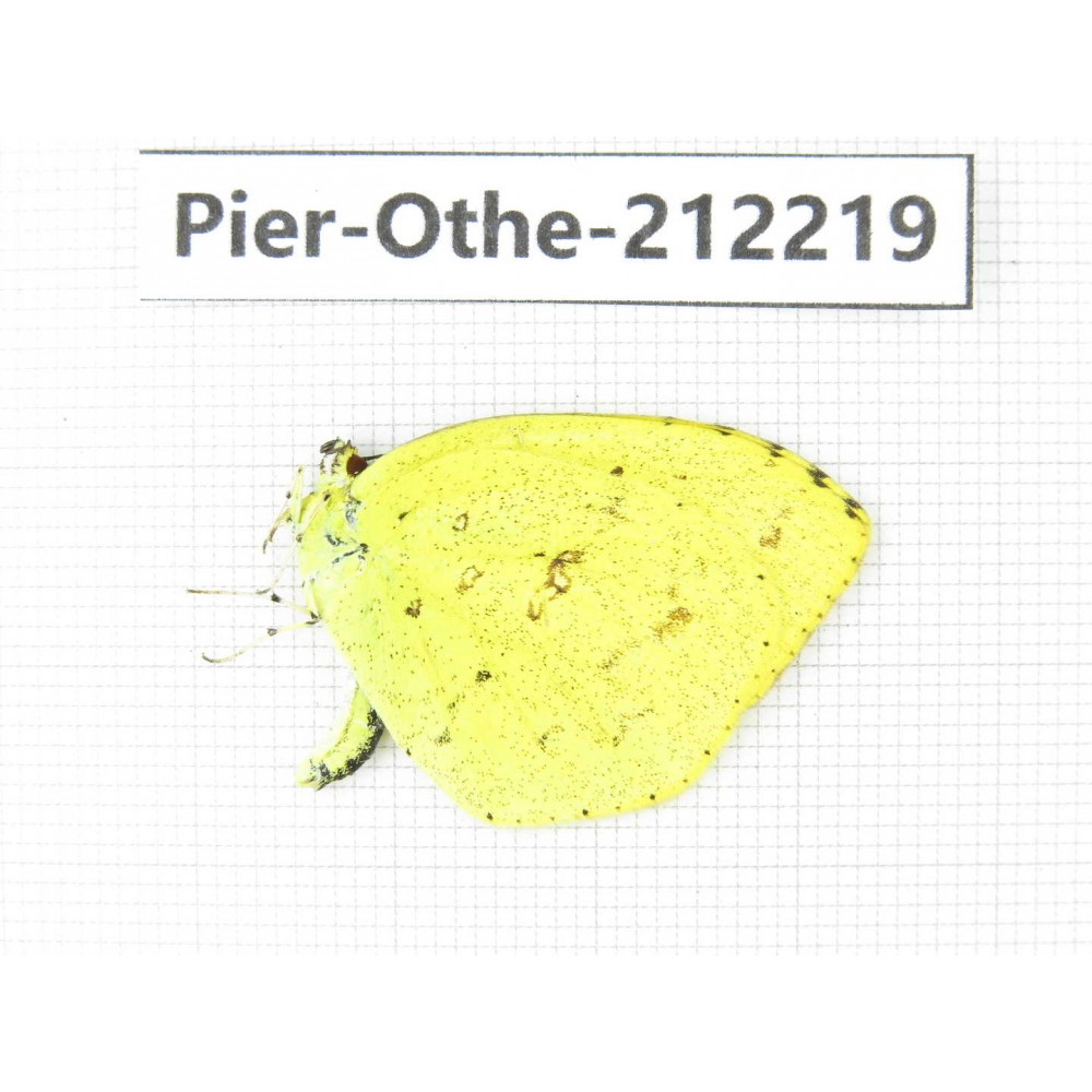 Eurema sp. China, Yunnan, Nujiang, N of Mt.Biluoxueshan. 1M. Pier-Othe-212219.