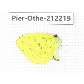 Eurema sp. China, Yunnan, Nujiang, N of Mt.Biluoxueshan. 1M. Pier-Othe-212219.
