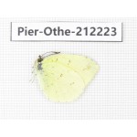 Eurema sp. China, Yunnan, Nujiang, N of Mt.Biluoxueshan. 1M. Pier-Othe-212223.