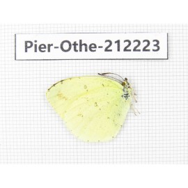 Eurema sp. China, Yunnan, Nujiang, N of Mt.Biluoxueshan. 1M. Pier-Othe-212223.