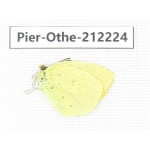 Eurema sp. China, Yunnan, Nujiang, N of Mt.Biluoxueshan. 1M. Pier-Othe-212224.