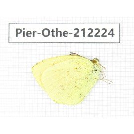 Eurema sp. China, Yunnan, Nujiang, N of Mt.Biluoxueshan. 1M. Pier-Othe-212224.