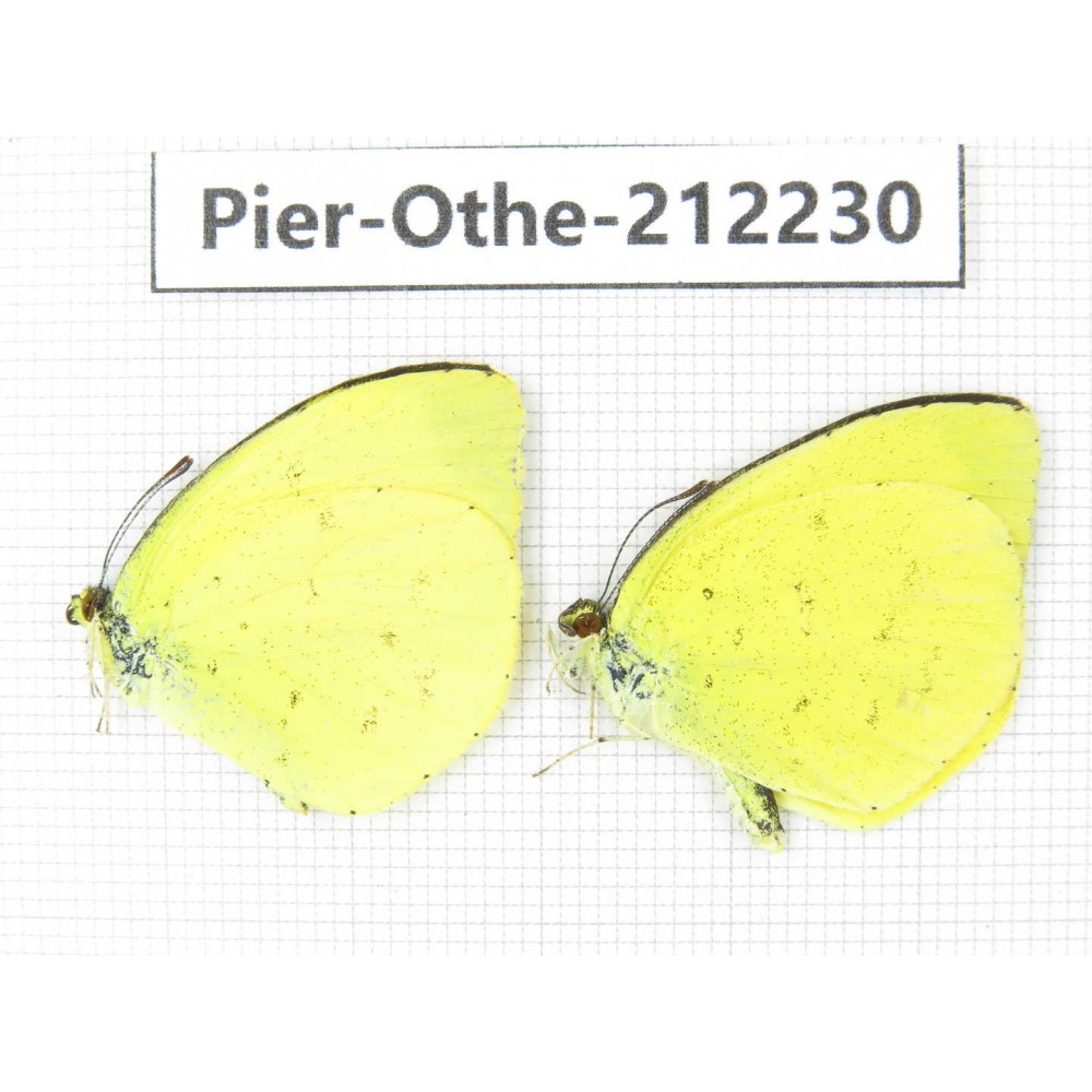 Eurema sp. China, Yunnan, Nujiang, N of Mt.Biluoxueshan. 2M. Pier-Othe-212230.