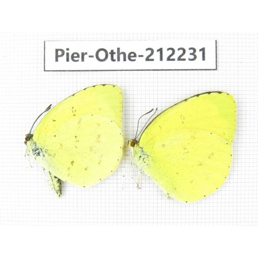 Eurema sp. China, Yunnan, Nujiang, N of Mt.Biluoxueshan. 2M. Pier-Othe-212231.