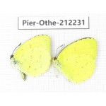 Eurema sp. China, Yunnan, Nujiang, N of Mt.Biluoxueshan. 2M. Pier-Othe-212231.