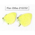 Eurema sp. China, Yunnan, Nujiang, N of Mt.Biluoxueshan. 2M. Pier-Othe-212232.