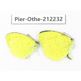 Eurema sp. China, Yunnan, Nujiang, N of Mt.Biluoxueshan. 2M. Pier-Othe-212232.