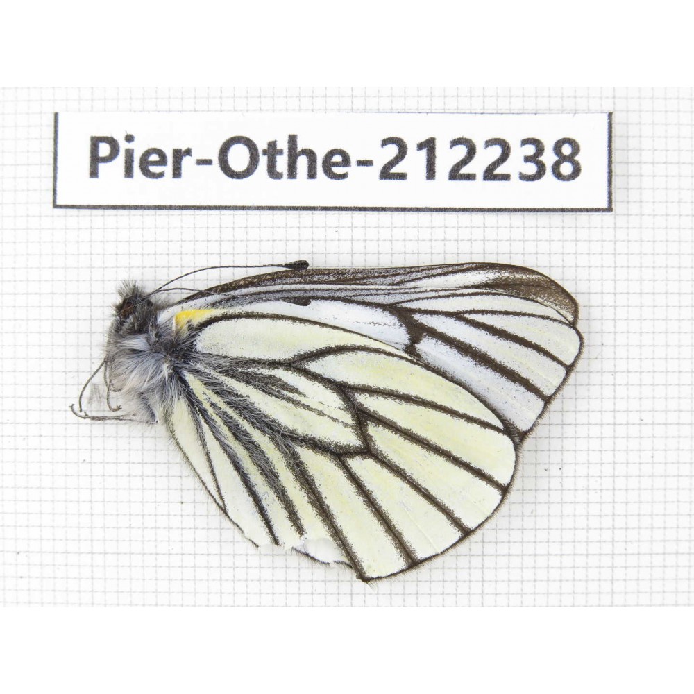 Pieris stotzneri. China, Yunnan, Nujiang, N of Mt.Biluoxueshan. 1M. Pier-Othe-212238.