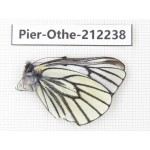 Pieris stotzneri. China, Yunnan, Nujiang, N of Mt.Biluoxueshan. 1M. Pier-Othe-212238.