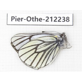 Pieris stotzneri. China, Yunnan, Nujiang, N of Mt.Biluoxueshan. 1M. Pier-Othe-212238.