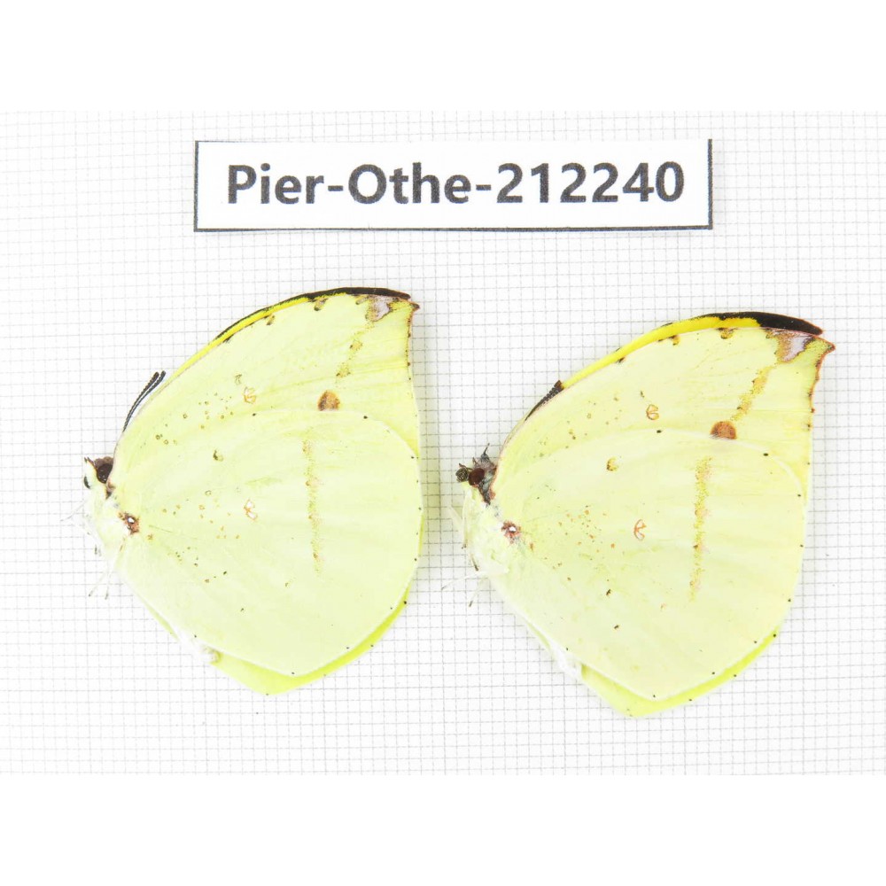 Dercas lycorias ssp. China, Yunnan, Nujiang, N of Mt.Biluoxueshan. 2M. Pier-Othe-212240.