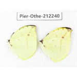 Dercas lycorias ssp. China, Yunnan, Nujiang, N of Mt.Biluoxueshan. 2M. Pier-Othe-212240.