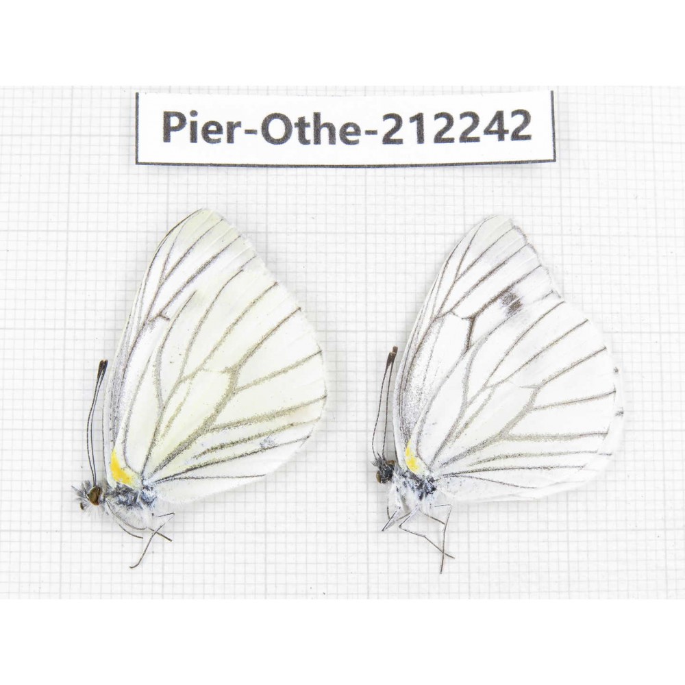 Pieris malete ssp. China, Yunnan, Nujiang, N of Mt.Biluoxueshan. 2M. Pier-Othe-212242.