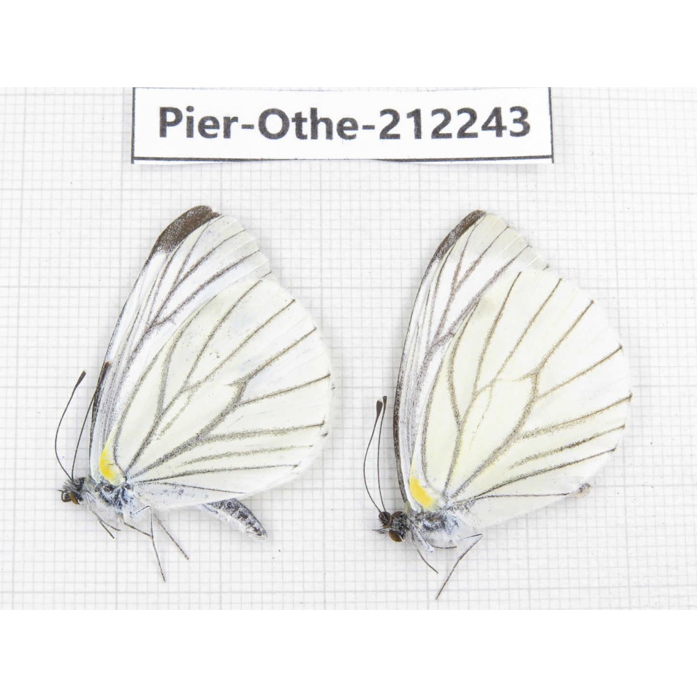 Pieris malete ssp. China, Yunnan, Nujiang, N of Mt.Biluoxueshan. 2M. Pier-Othe-212243.