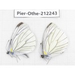 Pieris malete ssp. China, Yunnan, Nujiang, N of Mt.Biluoxueshan. 2M. Pier-Othe-212243.