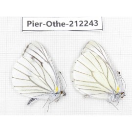 Pieris malete ssp. China, Yunnan, Nujiang, N of Mt.Biluoxueshan. 2M. Pier-Othe-212243.