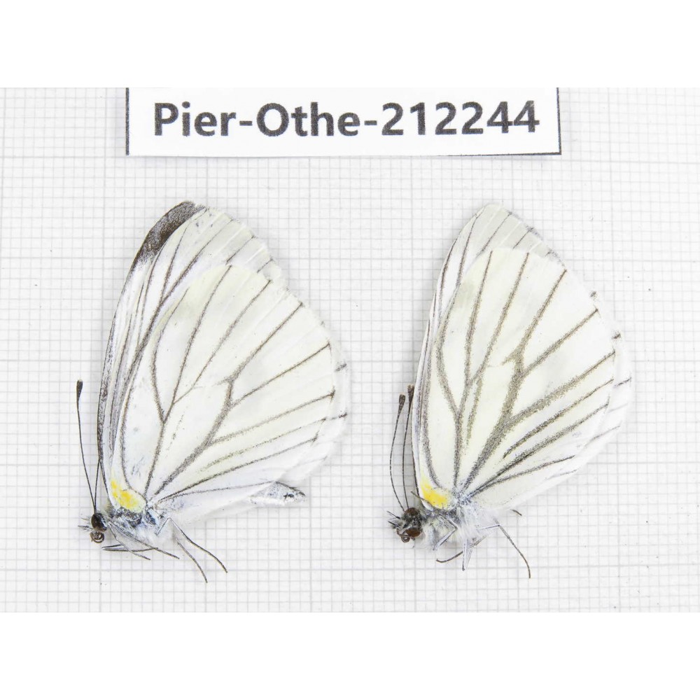 Pieris malete ssp. China, Yunnan, Nujiang, N of Mt.Biluoxueshan. 2M. Pier-Othe-212244.