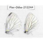 Pieris malete ssp. China, Yunnan, Nujiang, N of Mt.Biluoxueshan. 2M. Pier-Othe-212244.
