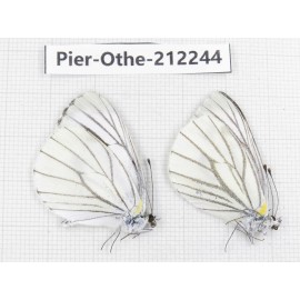 Pieris malete ssp. China, Yunnan, Nujiang, N of Mt.Biluoxueshan. 2M. Pier-Othe-212244.