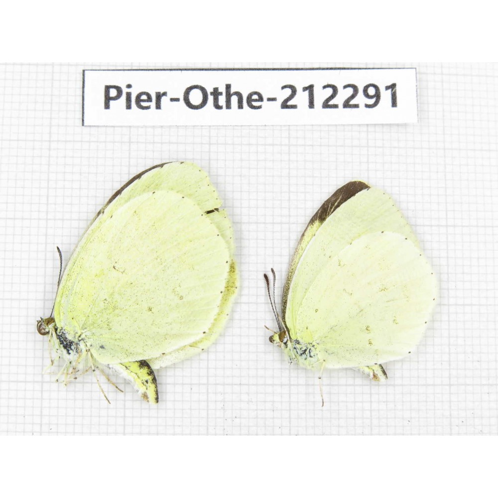 Eurema sp. China, Yunnan, Nujiang, N of Mt.Biluoxueshan. 2M. Pier-Othe-212291.