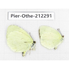 Eurema sp. China, Yunnan, Nujiang, N of Mt.Biluoxueshan. 2M. Pier-Othe-212291.
